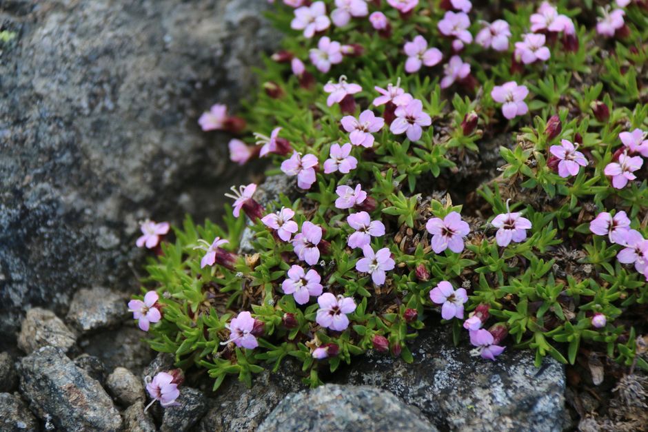 Stunning pink alpine flowers blooming vibrantly on rugged rocks in Karelia, Russia.